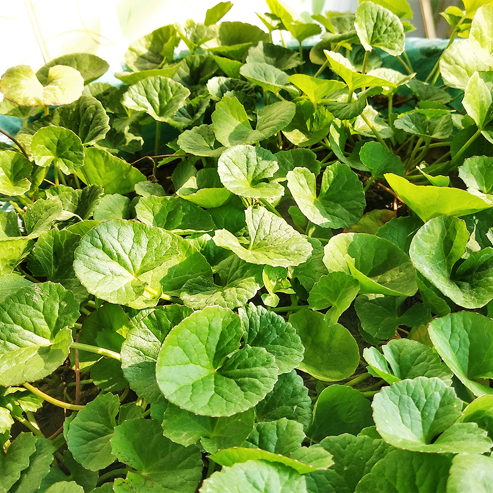 Centella Asiatica Guida all'uso: Il Segreto per Gambe Leggere e Pelle Compatta